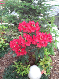 シャクナゲ.jpgのサムネール画像